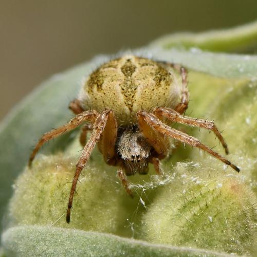 Réf. 246 587 : Agalenatea redii